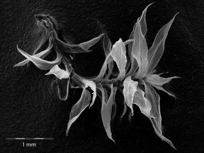 Physcomitrella patens